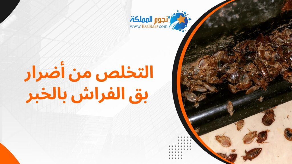 التخلص من أضرار بق الفراش بالخبر